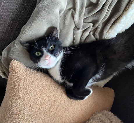 Kat Europese korthaar of huiskat