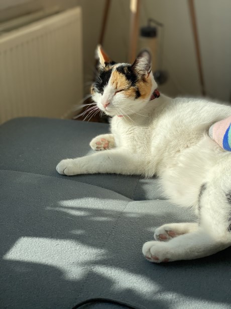 Kat Europese korthaar of huiskat