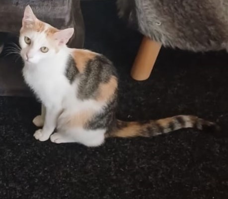 Kat Europese korthaar of huiskat