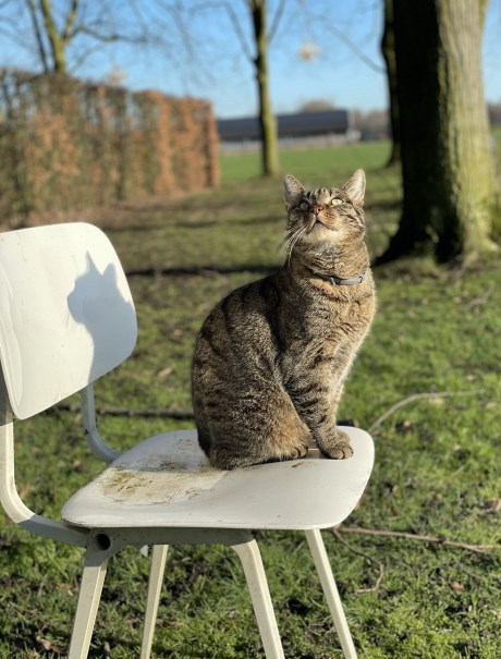 Kat Europese korthaar of huiskat