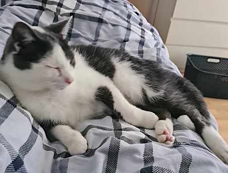 Kat Europese korthaar of huiskat