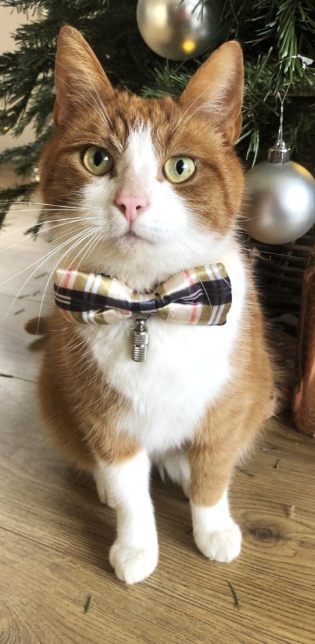 Kat Europese korthaar of huiskat