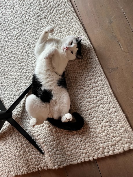 Kat Europese korthaar of huiskat