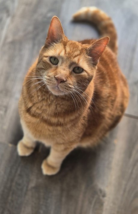 Kat Europese korthaar of huiskat