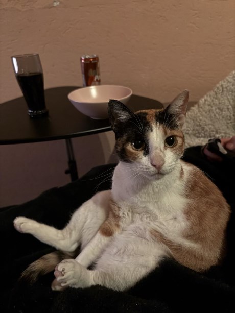 Kat Europese korthaar of huiskat