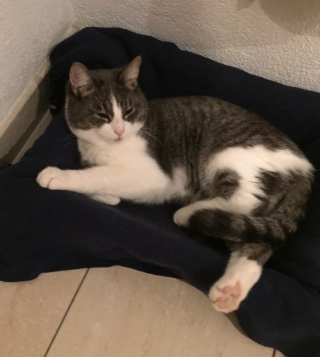 Kat Europese korthaar of huiskat