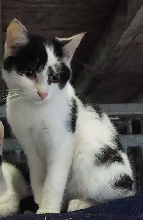 Kat Europese korthaar of huiskat