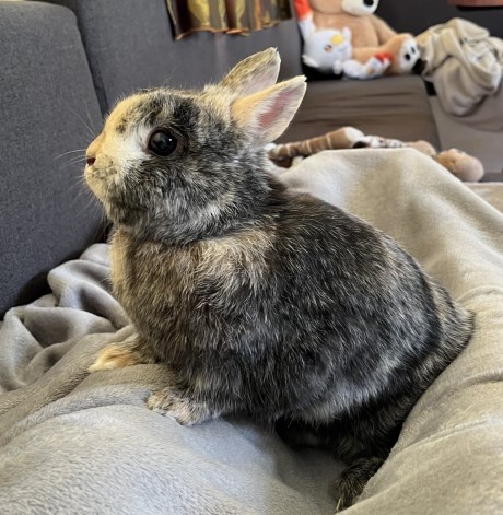 Knaagdier / Haasachtige Konijn