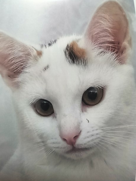 Kat Europese korthaar of huiskat