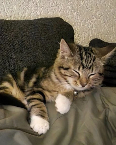 Kat Europese korthaar of huiskat