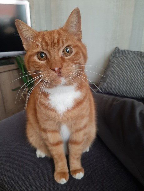 Kat Europese korthaar of huiskat