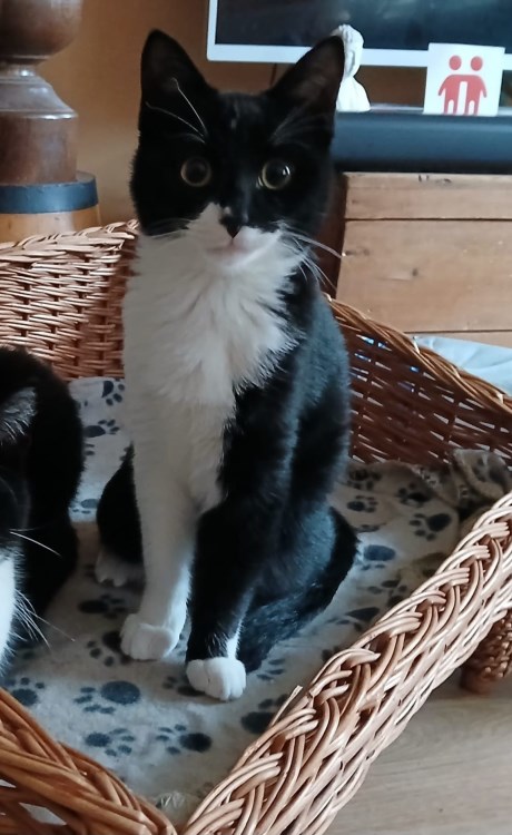 Kat Europese korthaar of huiskat