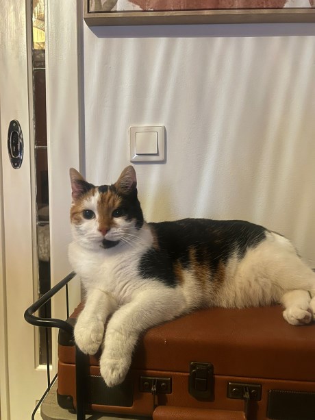 Kat Europese korthaar of huiskat