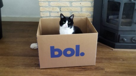 Kat Europese korthaar of huiskat