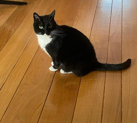 Kat Europese korthaar of huiskat