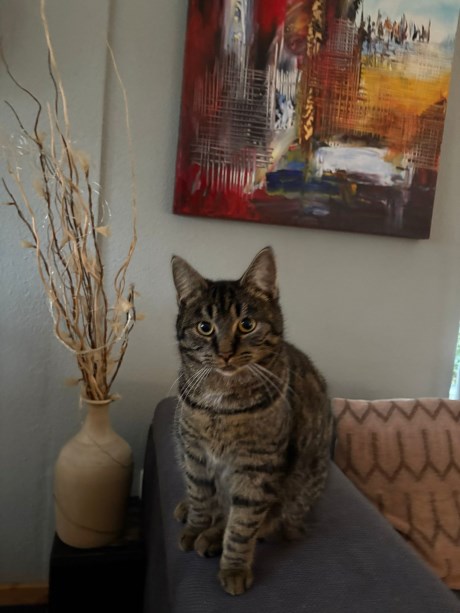 Kat Europese korthaar of huiskat