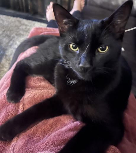 Kat Europese korthaar of huiskat