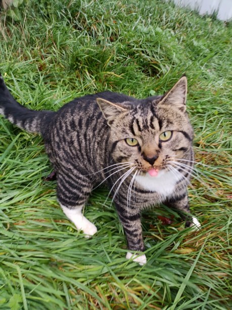 Kat Europese korthaar of huiskat