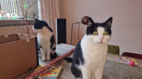 Kat Europese korthaar of huiskat