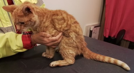 Kat Europese korthaar of huiskat