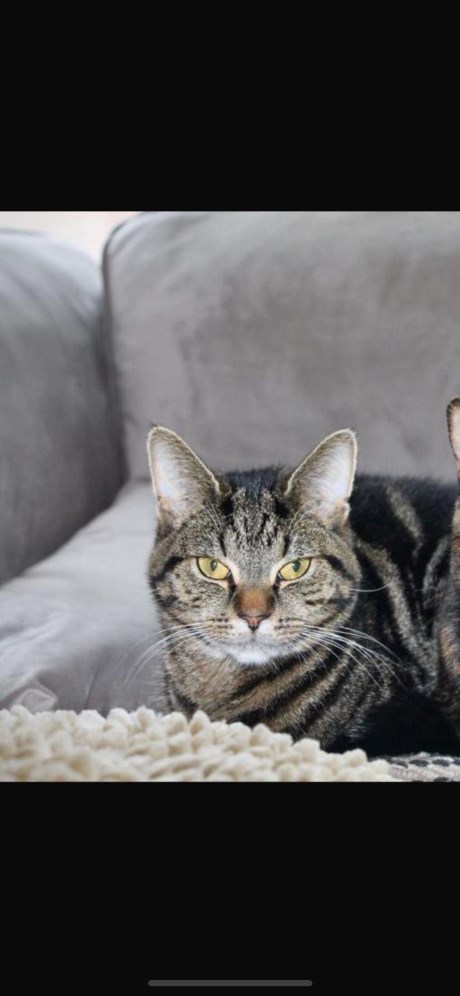 Kat Europese korthaar of huiskat