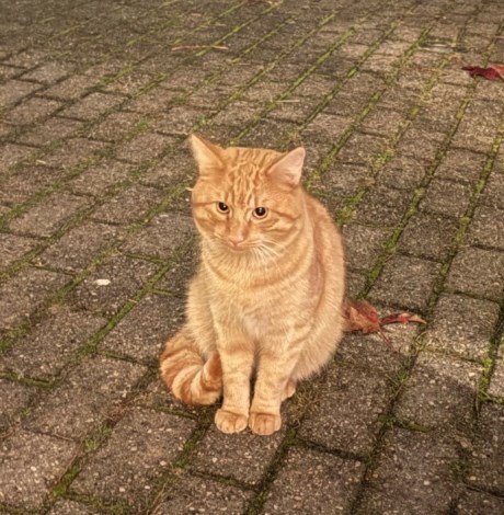 Kat Europese korthaar of huiskat