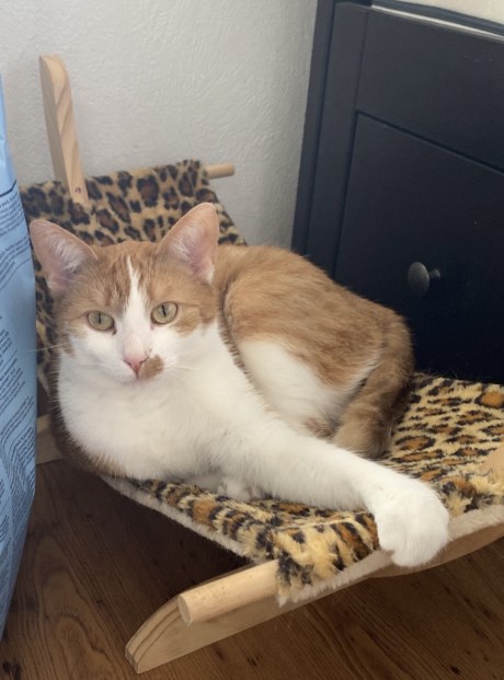 Kat Europese korthaar of huiskat