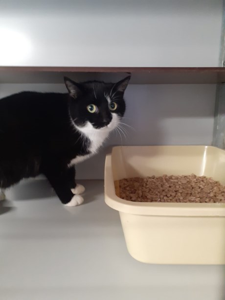 Kat Europese korthaar of huiskat