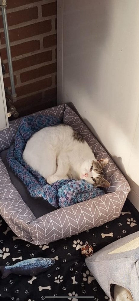 Kat Europese korthaar of huiskat