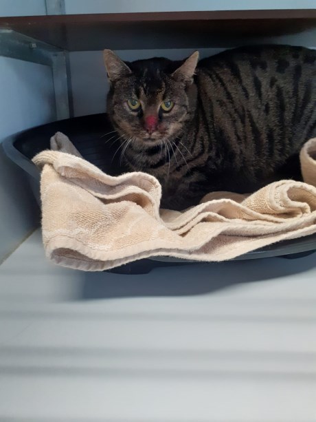 Kat Europese korthaar of huiskat