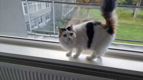 Kat Europese korthaar of huiskat