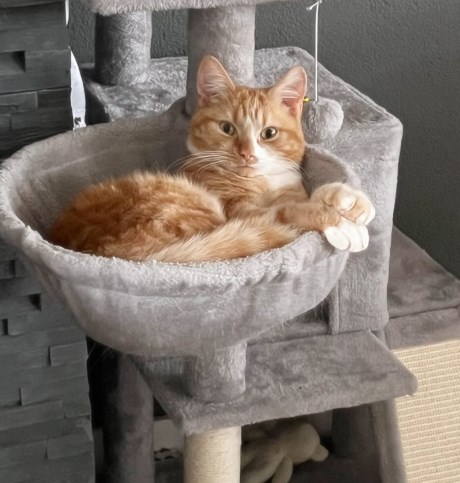 Kat Europese korthaar of huiskat