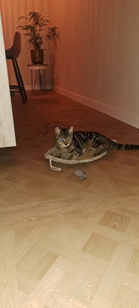 Kat Europese korthaar of huiskat