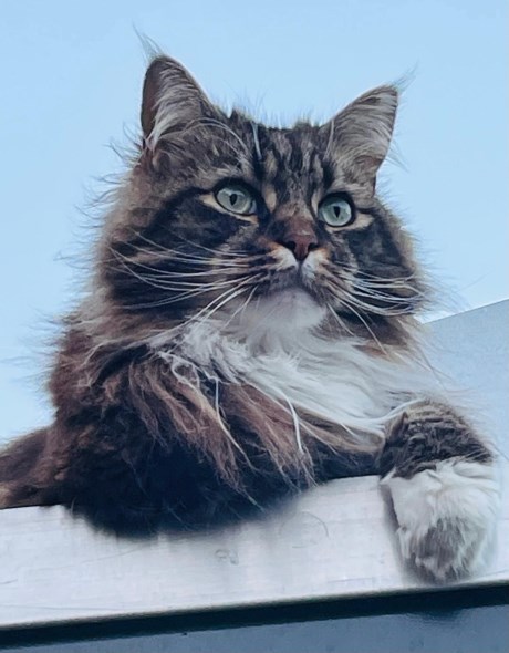 Kat Maine Coon