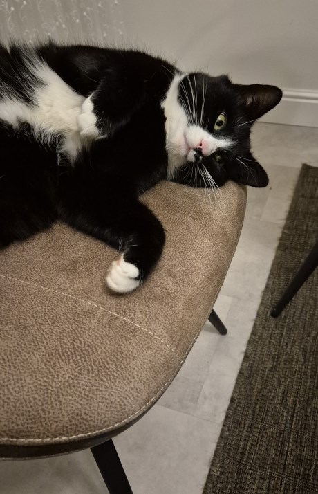 Kat Europese korthaar of huiskat