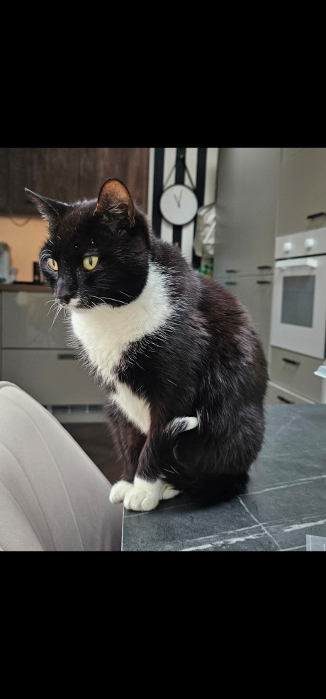 Kat Europese korthaar of huiskat