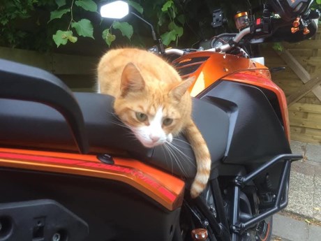 Kat Europese korthaar of huiskat