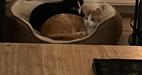 Kat Europese korthaar of huiskat