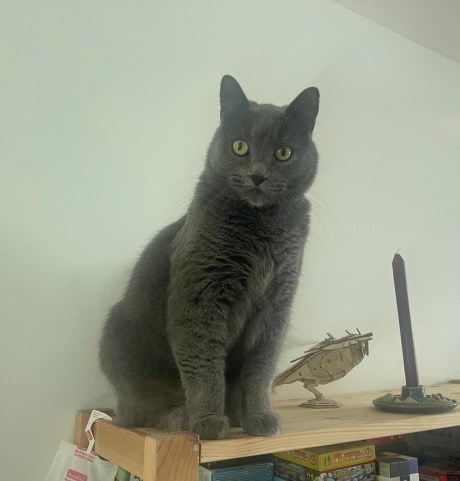 Kat Europese korthaar of huiskat