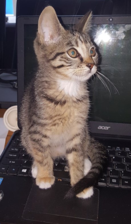 Kat Europese korthaar of huiskat