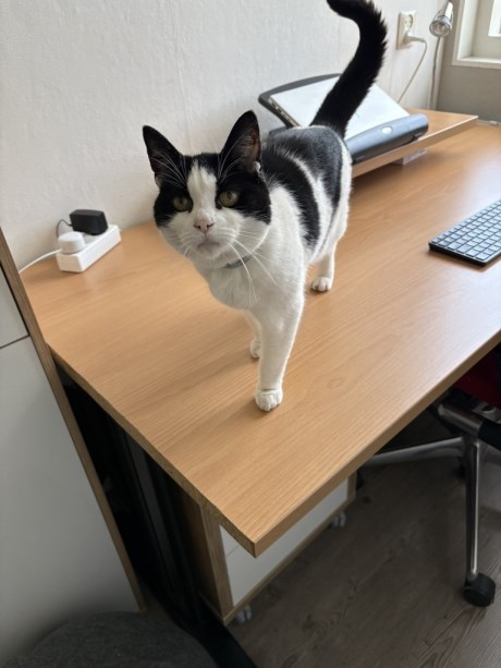 Kat Europese korthaar of huiskat