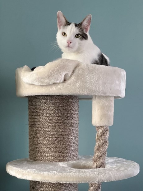 Kat Europese korthaar of huiskat