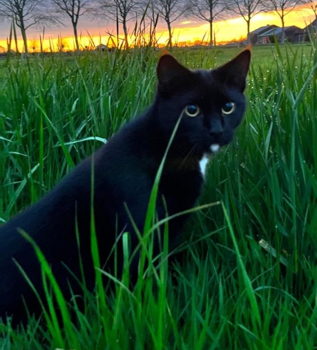 Kat Europese korthaar of huiskat