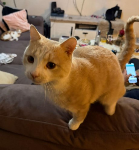 Kat Europese korthaar of huiskat