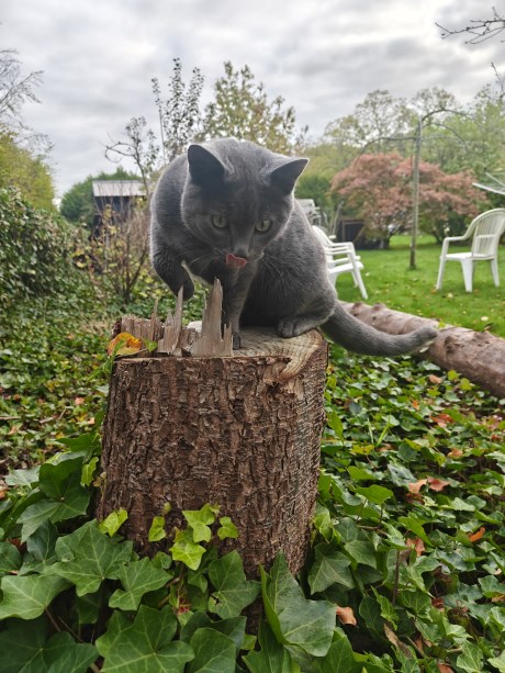 Kat Europese korthaar of huiskat