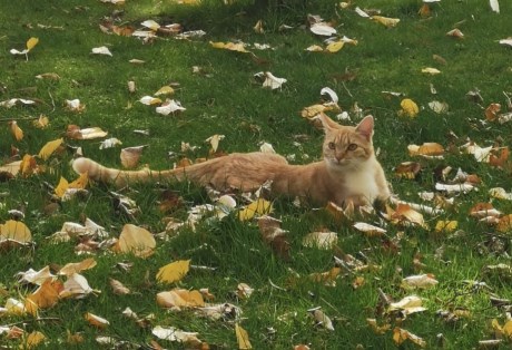 Kat Europese korthaar of huiskat