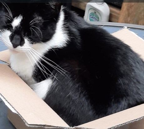 Kat Europese korthaar of huiskat