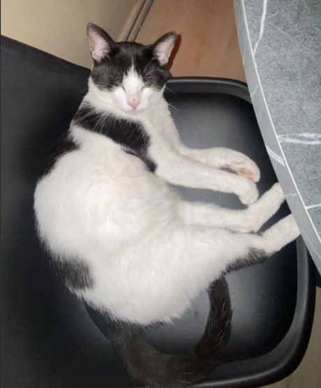 Kat Europese korthaar of huiskat