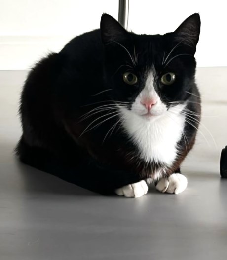 Kat Europese korthaar of huiskat