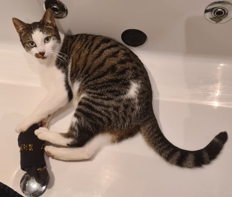 Kat Europese korthaar of huiskat